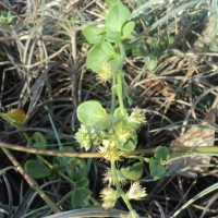 Pupalia lappacea var. orbiculata (B.Heyne ex Wall.) C.C.Towns.